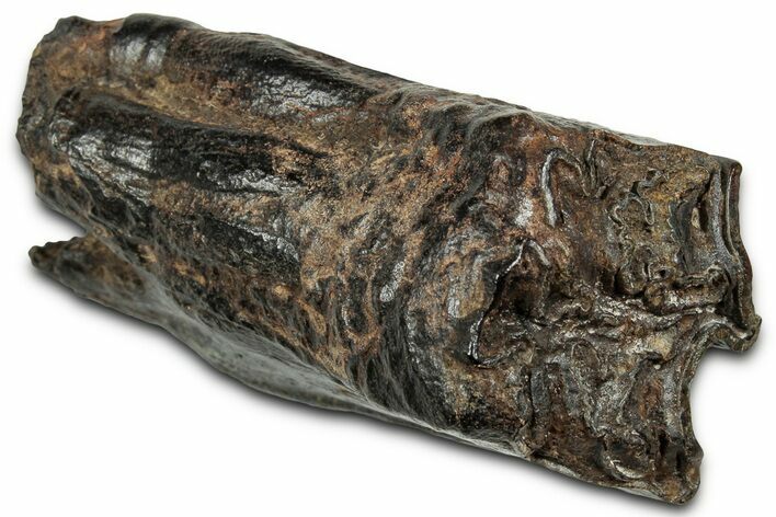 Pleistocene Aged Fossil Horse Tooth - South Carolina #320481